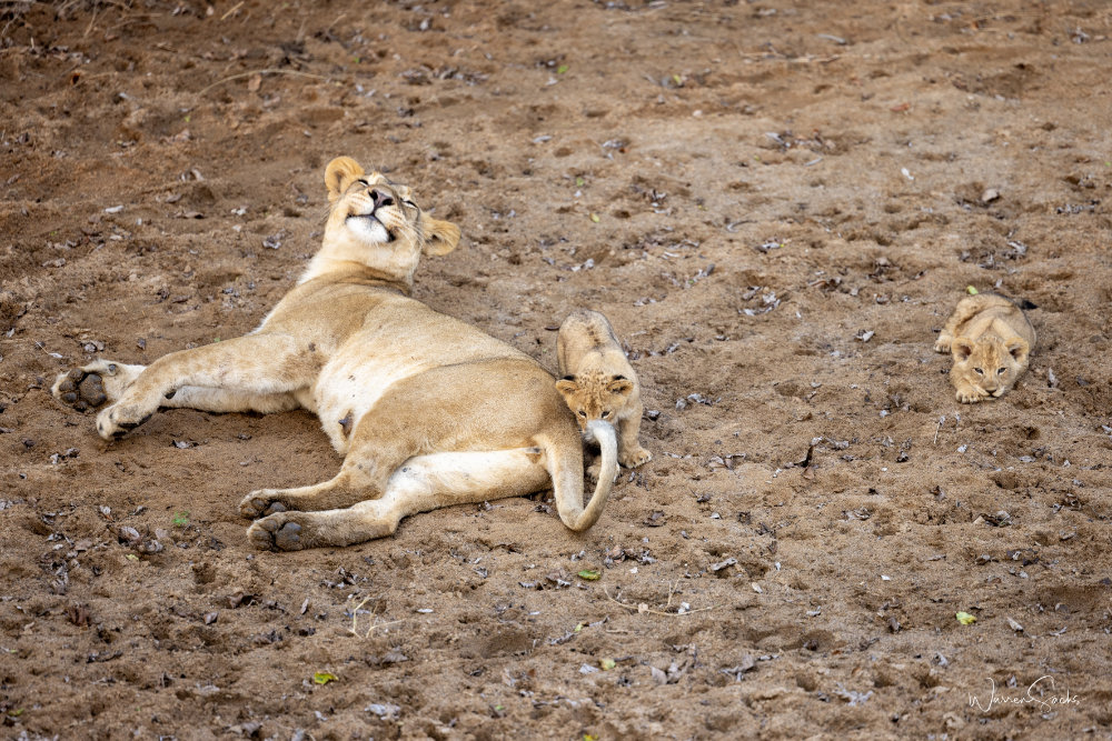 Lionness 1.jpg